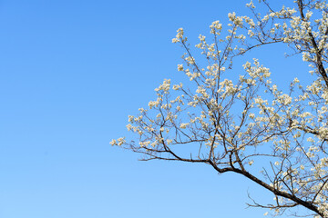 Sophora japonica in Northeast China in May