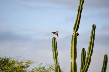 Detail of the thorn of the mandacaru, a plant native to the Brazilian caatinga. Scientific name Cereus jamacaru, from the botanical family of Cactaceae