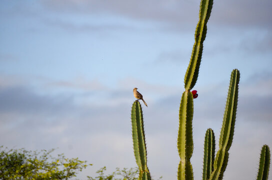 Detail of the thorn of the mandacaru, a plant native to the Brazilian caatinga. Scientific name Cereus jamacaru, from the botanical family of Cactaceae
