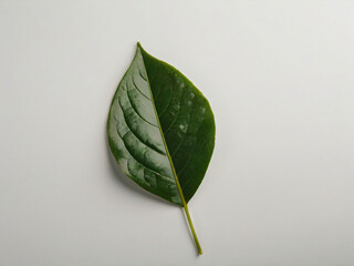 green leaf on a black background