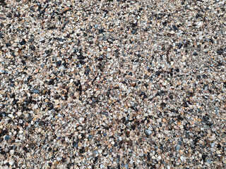 beach texture of small seashells background