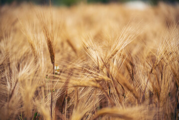 Dry barley wheat agriculture field ingredient for bread grain cultivated in produce agricultural. Golden field pasture farmland. Barley Ripe barleys on evening sunset. cultivated natural farmland