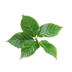 Fototapeta premium green leaf isolated on white