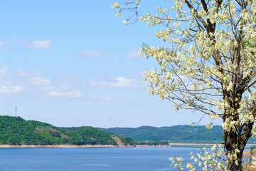 Sophora japonica in Northeast China in May