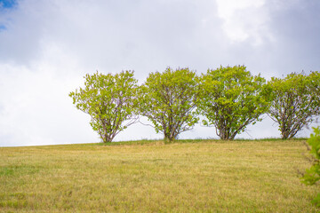 Row of Trees on a hill top