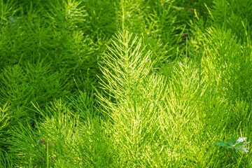 Wood horsetail (Equisetum sylvaticum) growing in the forest close up. Equisetum arvense, the field horsetail or common horsetail. Perennial herb