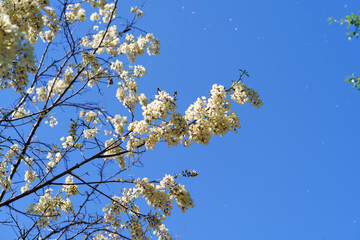 Sophora japonica in Northeast China in May
