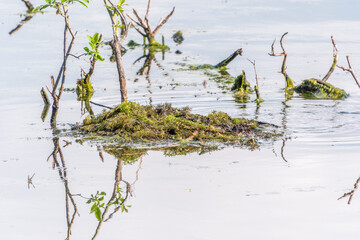 Nest with eggs of a great crested grebe, Podiceps cristatus