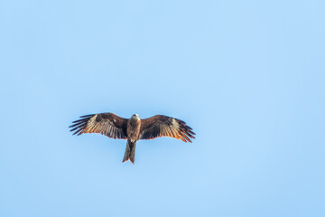 The bird of prey Black Kite flying in blue Sky