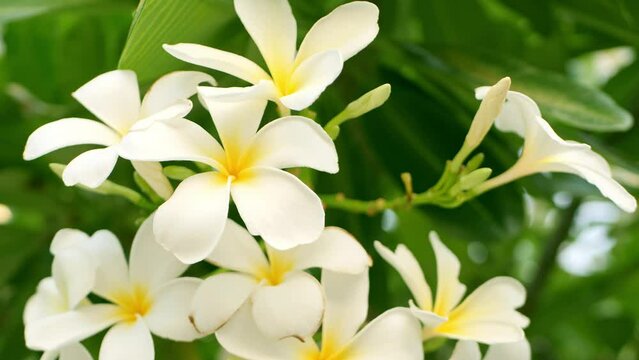 white flowers frangipani flowers