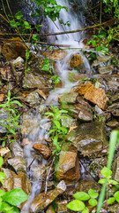 Stream in the forest