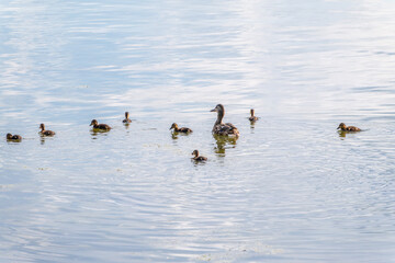 A family of ducks, a duck and its little ducklings are swimming in the water. The duck takes care of its newborn ducklings. Mallard, lat. Anas platyrhynchos