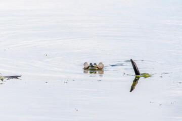 A large green frog sits in the marsh.