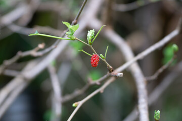 Close up of a Single Red Berry on a Branch in a garden