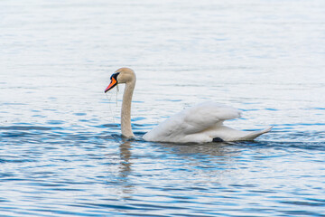 Obraz premium Graceful white Swan swimming in the lake, swans in the wild. Portrait of a white swan swimming on a lake.