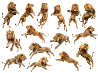 Set of different jumping lions, dynamic pose, isolated on white or transparent background, png clipart, design element.