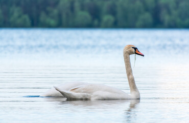 Graceful white Swan swimming in the lake, swans in the wild. Portrait of a white swan swimming on a lake.