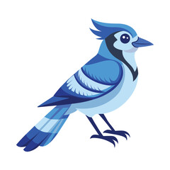 blue jay bird  on a white background