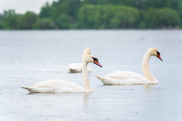Three graceful white swans swims in the lake, swans in the wild.