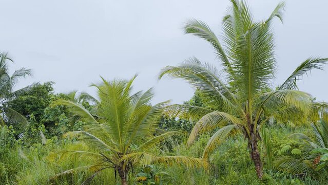 Paisaje hermoso de monta&ntilde;as y palmeras a lado de r&iacute;o 