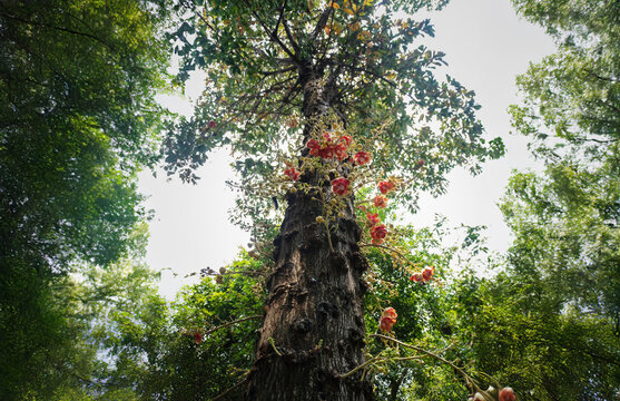 pink Sala or Shorea robusta flower on the tree in mountain