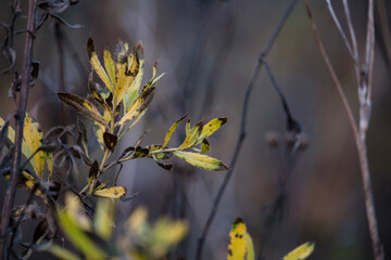 Dry plants and golden autumn leaves on a blurred background.