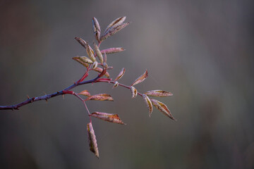 Dry plants and golden autumn leaves on a blurred background.