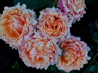 Pink rose English twist Polka. The flower of an unusual pink rose in the garden. Several flowers...