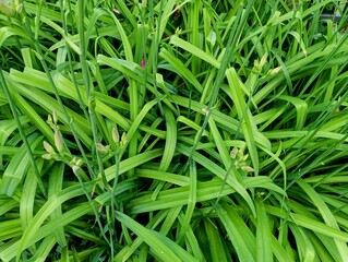 Texture of lily bushes. Unbloomed lily buds and green long thin leaves of the bush create a beautiful plant background.