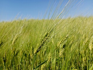 Ears of green barley on the background of a cereal field. The topic of farming and growing grain crops on spacious fields. Natural backgrounds and textures.