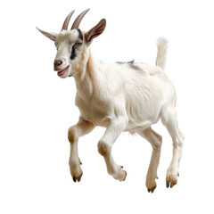 Fototapeta premium Leaping Goat in Mid-Air Action