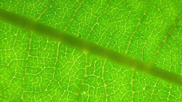Behold the exquisite detail of a verdant leaf, its surface a vibrant tapestry of life. Veins traverse its expanse like rivers on a map, a testament to nature's intricate design. Green leaf background.