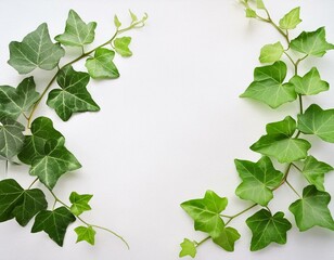 Naklejka premium ツタの葉のフレーム