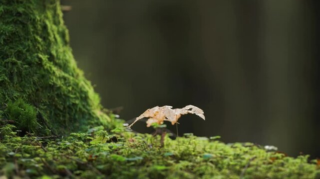 Lit by the morning sun a tiny seedling grows near the massive moss-covered tree trunk. Parallax video.