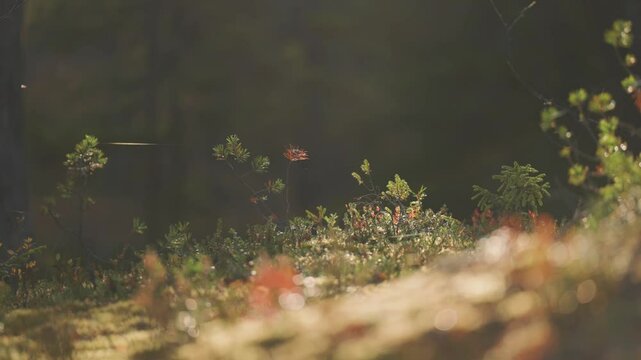 Insects flock above the vibrant forest undergrowth as cobwebs stretch delicately between blades of grass. Parallax video.