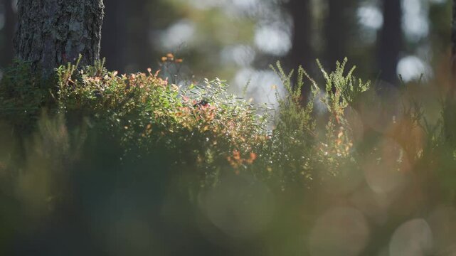 Experience the enchanting beauty of autumn as the undergrowth of the forest is softly illuminated by the golden glow of the low sun. Parallax video, bokeh background.