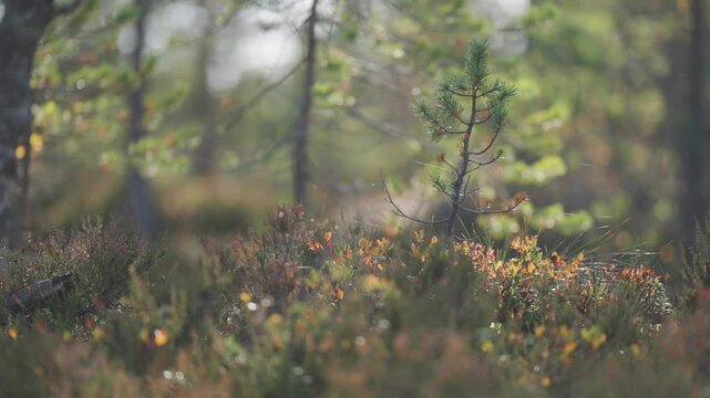 The vibrant tapestry of autumn undergrowth as a resilient pine tree sapling emerges amidst a kaleidoscope of colorful forest foliage