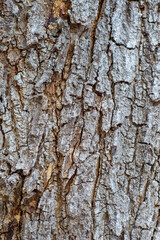 Obraz premium Texture of the bark of a tree trunk. Background, texture.