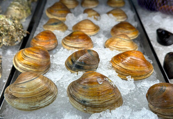 Big Littleneck Clams at Display over Ice on a Fresh Seafood Supermarket Section. Healthy and Tasty Food. Farmed Shellfish. Closeup. 