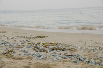 beach and sea