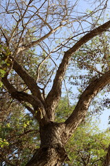 Part of a tall tree trunk close up.