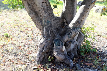 Part of a tall tree trunk close up.