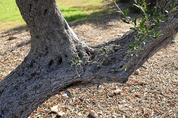 Part of a tall tree trunk close up.