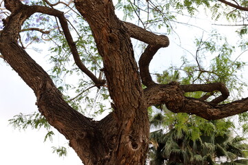 Part of a tall tree trunk close up.