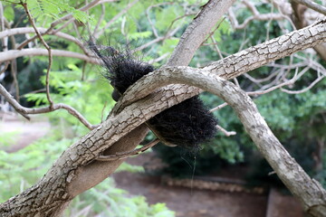 Part of a tall tree trunk close up.
