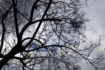 Part of a tall tree trunk close up.