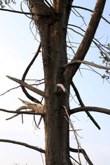 Part of a tall tree trunk close up.