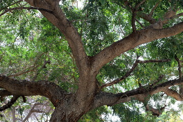 Obraz premium Part of a tall tree trunk close up.