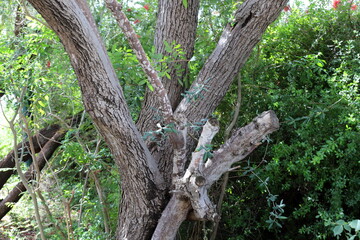 Part of a tall tree trunk close up.