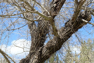 Part of a tall tree trunk close up.